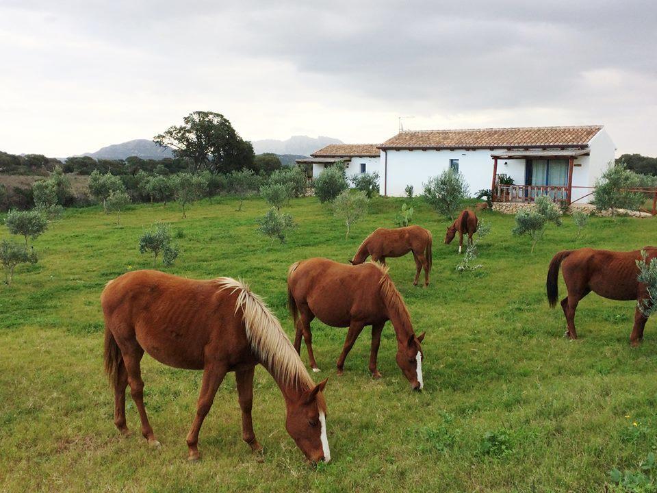 Agriturismo Mieleamaro Βίλα Όλμπια Εξωτερικό φωτογραφία